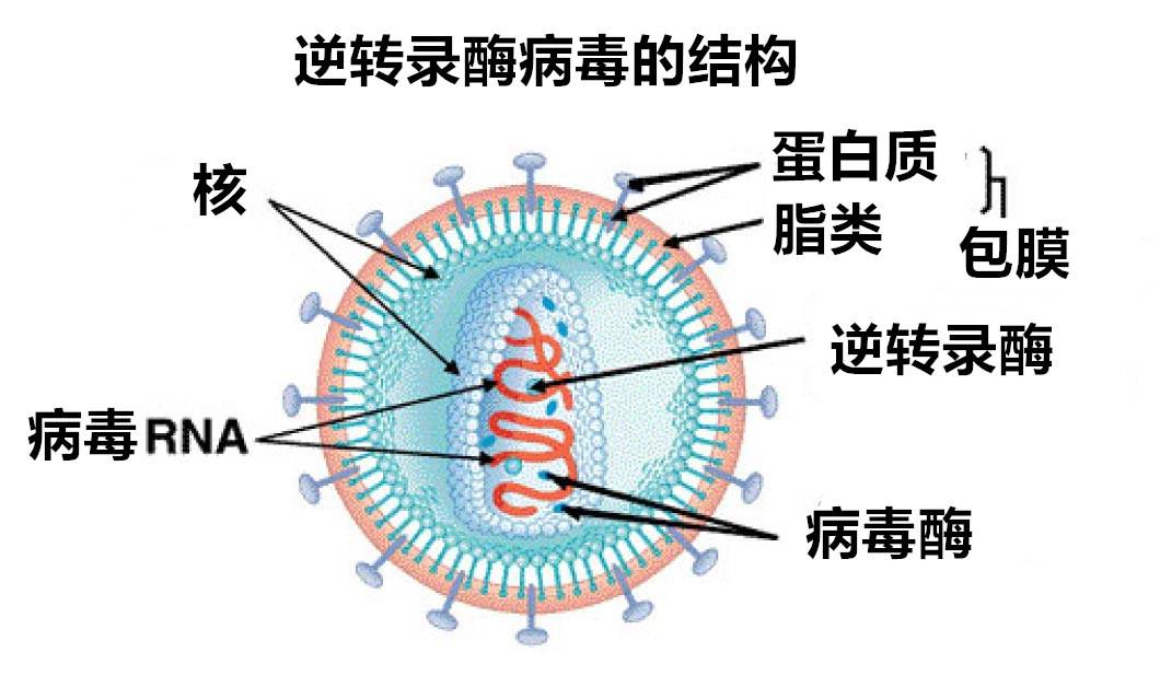 病毒中DNA位置与功能的深度解析