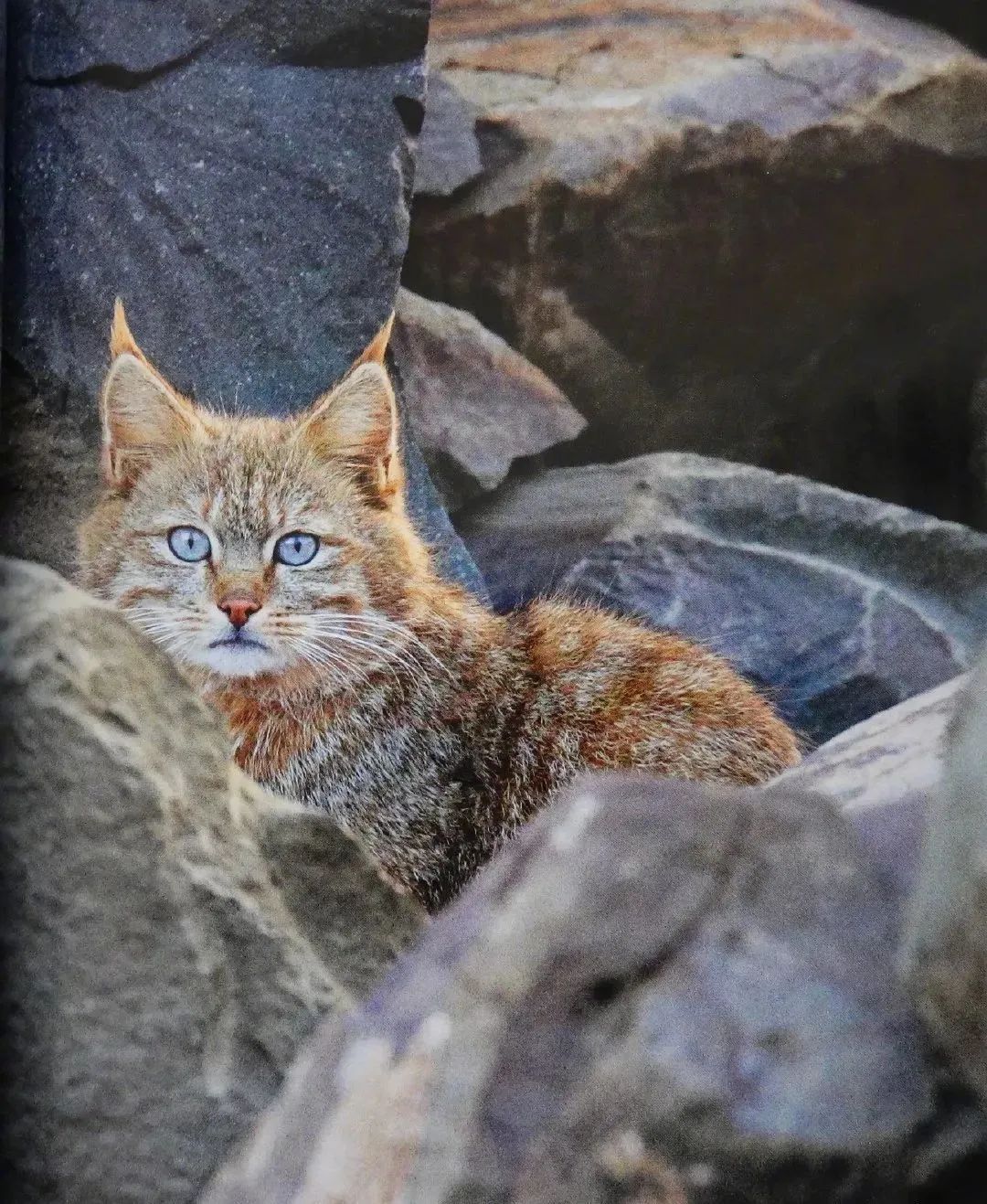 揭秘九寨沟新发现，荒漠猫神秘踪迹首度曝光