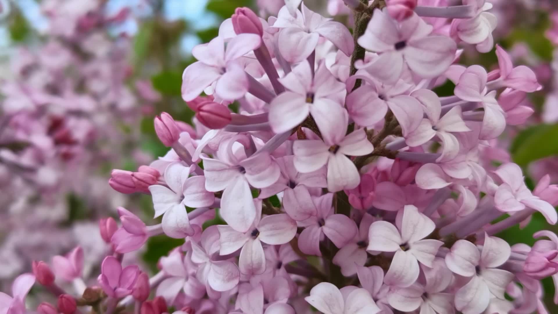 丁香花绽放之美，在线免费观看盛宴