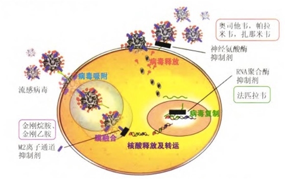 病毒原理探究，生命科学的挑战与机遇并存