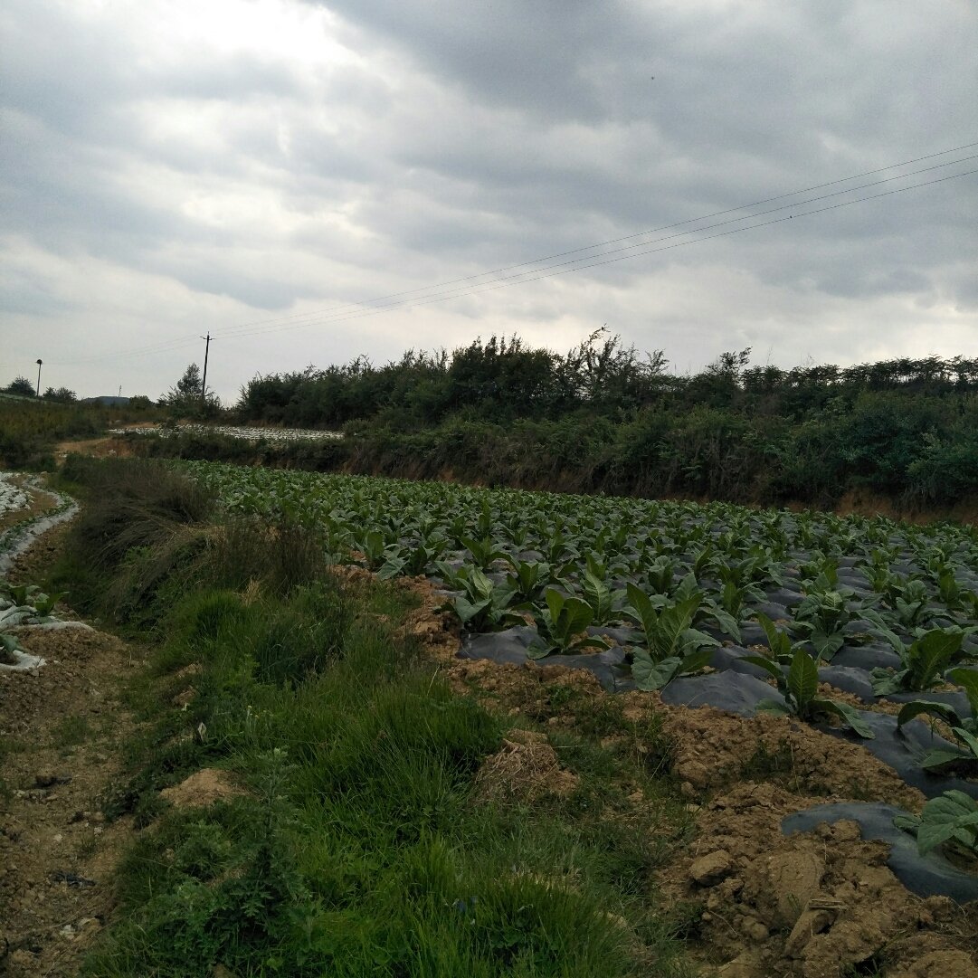 唐洋镇天气预报更新通知