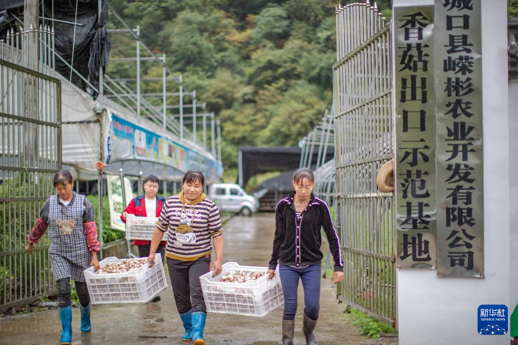 搬口乡新项目，乡村发展的强大引擎驱动力