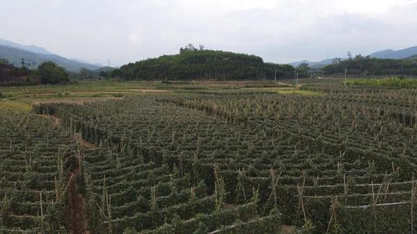 番阳镇新项目，地区发展的强大引擎驱动力